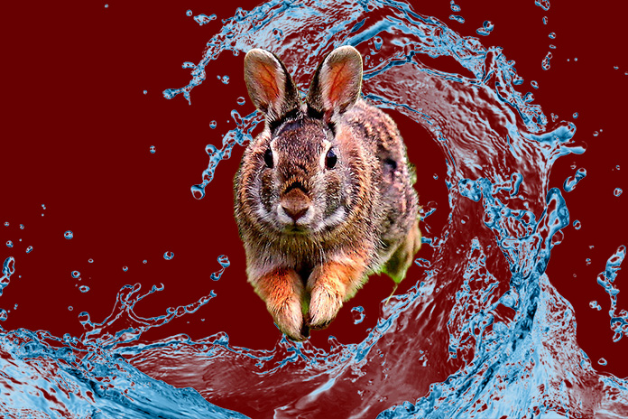 water rabbit