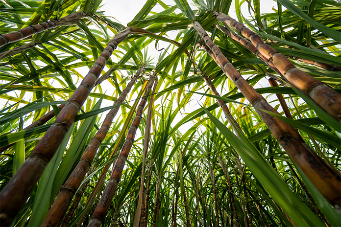 sugarcane